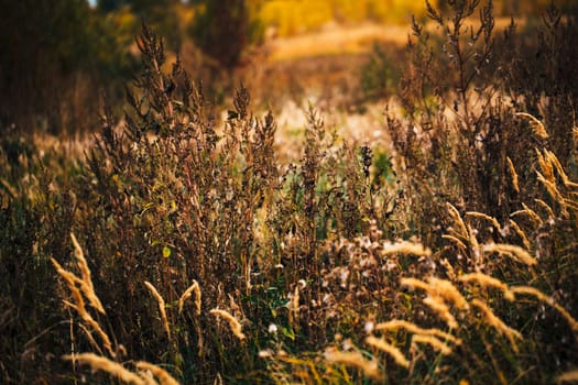 beautiful autumn field several spike close up.