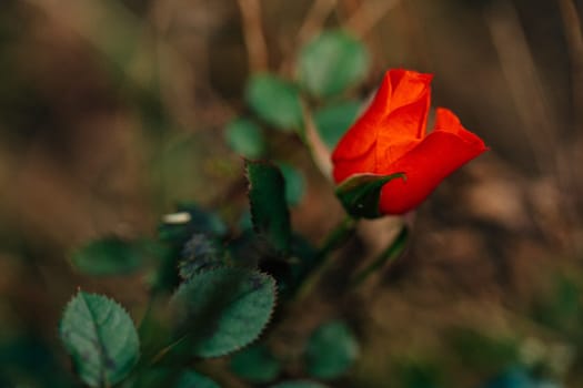 beautiful little rose closeup in the garden.