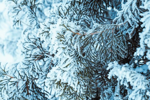 winter dark green larch branches in the snow close up.