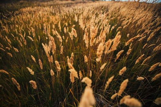 beautiful autumn field several spike close up.