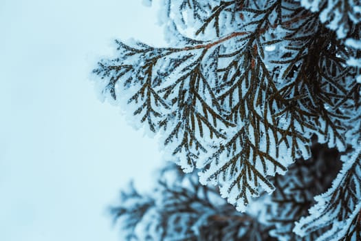 winter dark green larch branches in the snow close up.