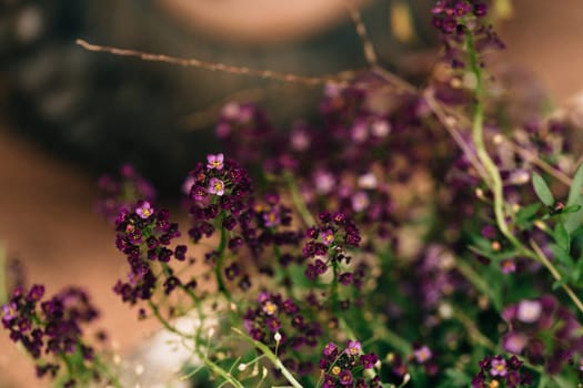 Small purple flowers on blurred background.