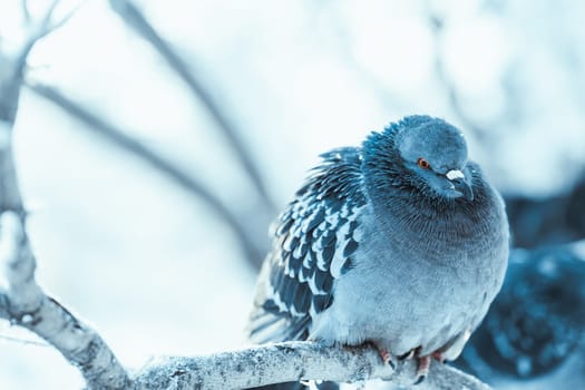 pigeons sitting hunched on a branch in the winter day.