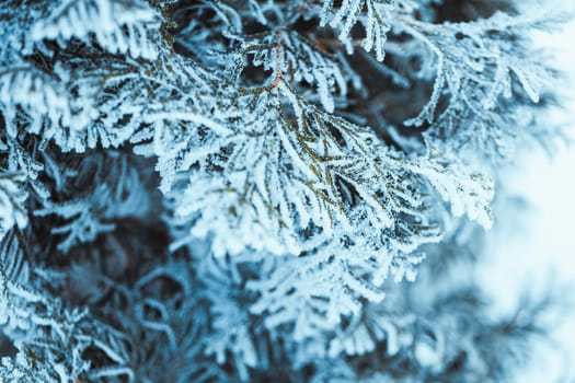 winter dark green larch branches in the snow close up.