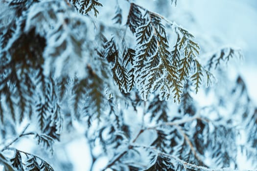 winter light dark green larch branches in the snow.