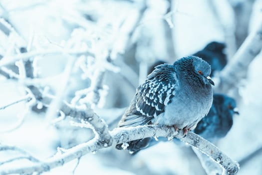 pigeons sitting hunched on a branch in the winter day.
