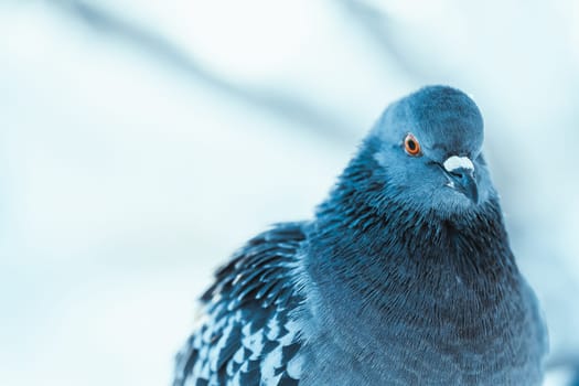 pigeon on the branch perched in the winter afternoon.