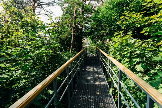 green trees and road bridge in the forest in the sunlight.
