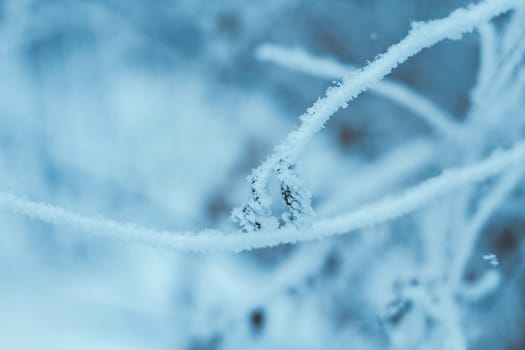 branches in the snow during the day