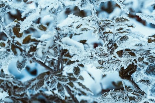 barberry close up branches in the snow.