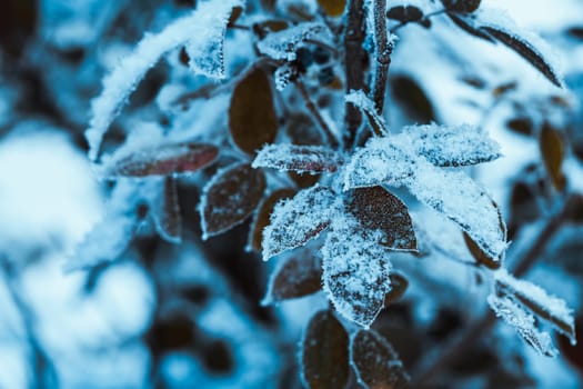 barberry close up branches in the snow.