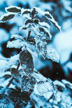 barberry close up branches in the snow.