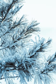 frozen spruce in hoarfrost in winter afternoon.