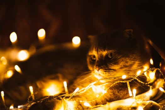 Scottish cat with Christmas lights on sofa.