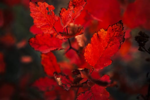 Red leaves in forest on blurred background.