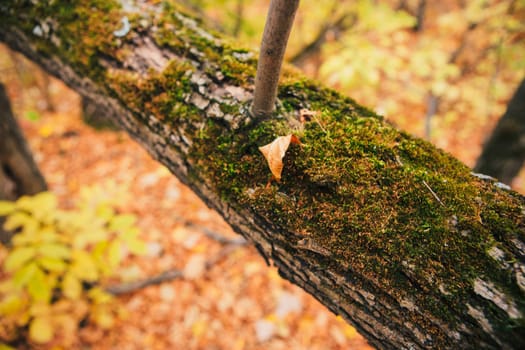 green moss on autumn trees close up.