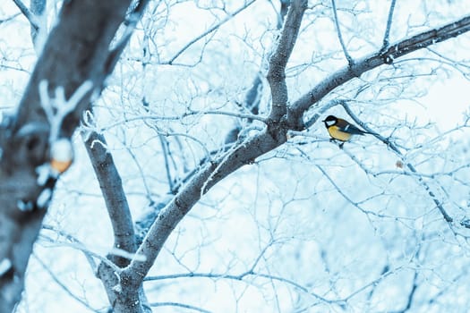 little tit sits on a tree branch in winter.