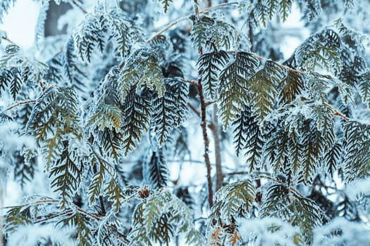 winter light dark green larch branches in the snow.
