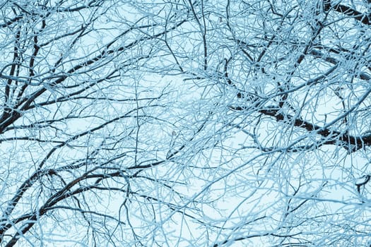 winter forest and branches in the snow during the day.