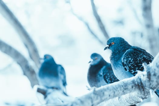 pigeons sitting hunched on a branch in the winter day.