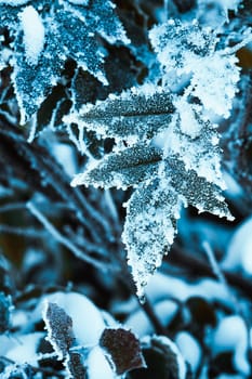 barberry close up branches in the snow.