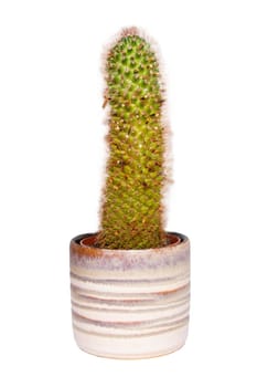 Cactus isolated. Close-up of cactus in a decorative ceramic pot. Macro of succulent isolated on a white background.