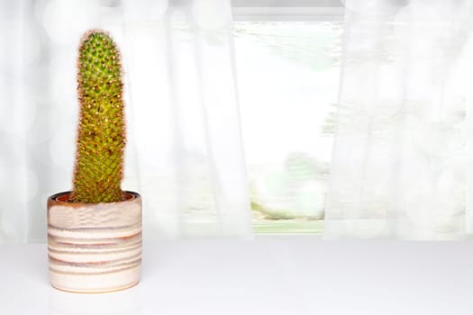 Table top on cactus background. A cactus in a decorative ceramic pot on a white table in front of abstract blurred bright windows.