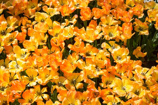 Blooming colorful tulip flowers in garden as floral background