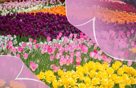 Fresh blooming colorful tulips behind a layer