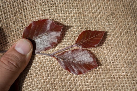 Green leaves in hand over a linen canvas