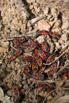The firebug, Pyrrhocoris apterus, insect of the family Pyrrhocoridae