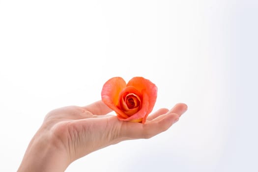 Hand holding an orange rose on a white background