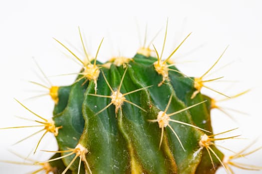 Cactus isolated. Close-up of a cactus detail with long and sharp thorns. Macro of succulent on a white background.