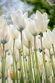 Colorful tulip flowers bloom in the spring  garden