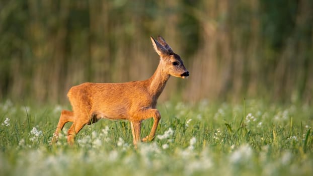 Roe deer, capreolus capreolus, fawn walking on a meadow with wildflowers. Cute youngster of wild animal in nature. Mammal baby.