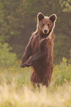 Young wild curious brown bear, ursus arctos, standing erected in upright position on rear legs and steadfast sight forward and wet fur on clear summer meadow with yellow flowers in morning backlit.