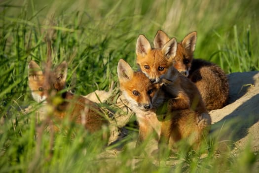 Red fox, vulpes vulpes, small young cubs near den curiously weatching around. Cute little wild predators in natural environment. Brotherhood of animlas in wilderness.