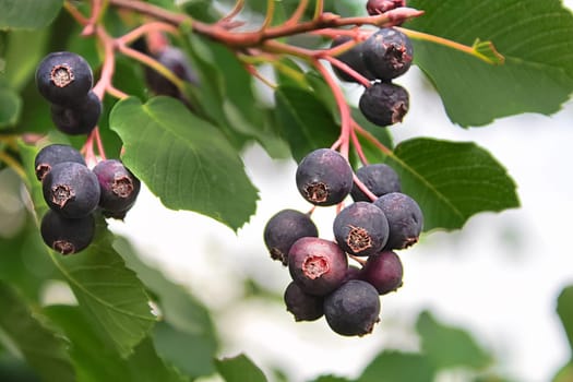 Clusters of ripe saskatoon berries hanging in summer.