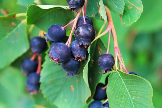 Clusters of ripe saskatoon berries hanging in summer.