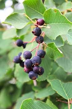 A cluster of ripe saskatoon berries hanging in summer.