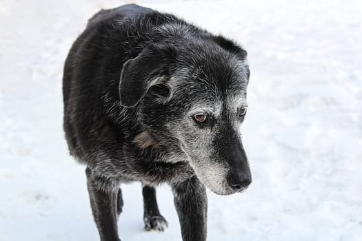 A very old senior dog looking guilty.