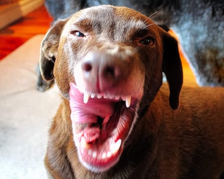 A dog snaps and snarls at the camera.