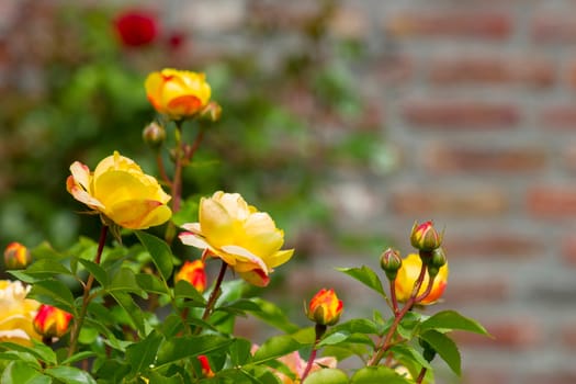 roses in the garden