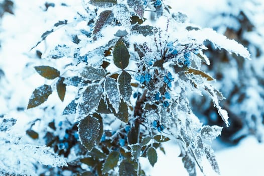 barberry close up branches in the snow