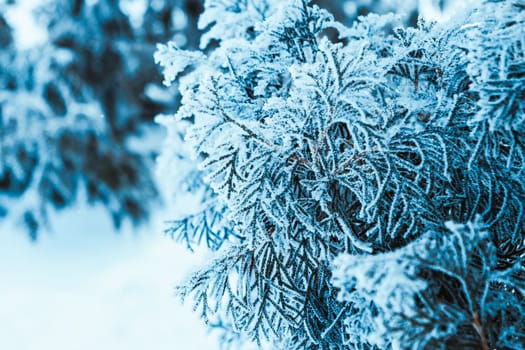 frozen spruce in hoarfrost in winter afternoon.