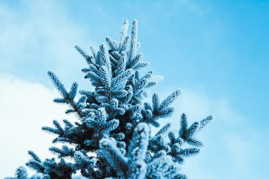frozen spruce in hoarfrost in winter afternoon.