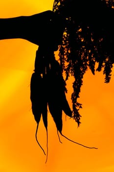 hands of a girl holding a carrot silhouette on orange background.