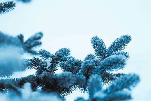 frozen spruce in hoarfrost in winter afternoon.