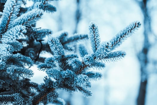 frozen spruce in hoarfrost in winter afternoon.