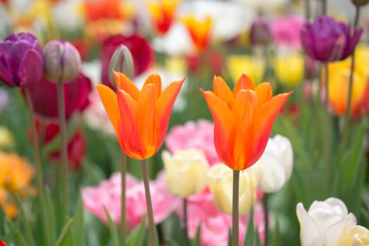 Beautiful tulips flower for postcard beauty concept design